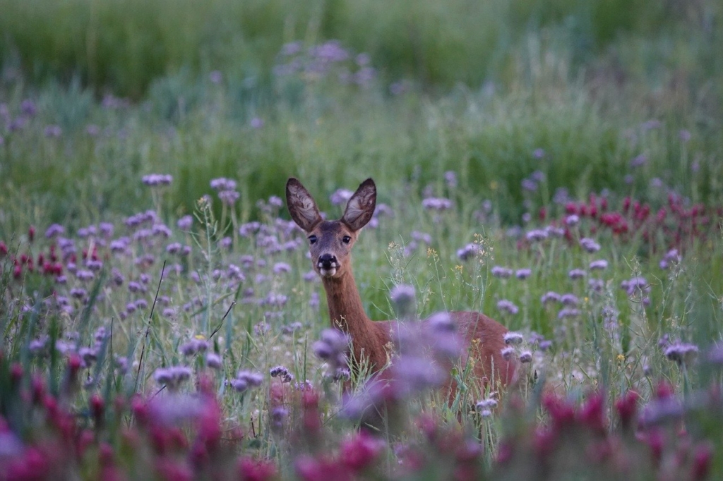 deer, wildlife, nature-7278490.jpg